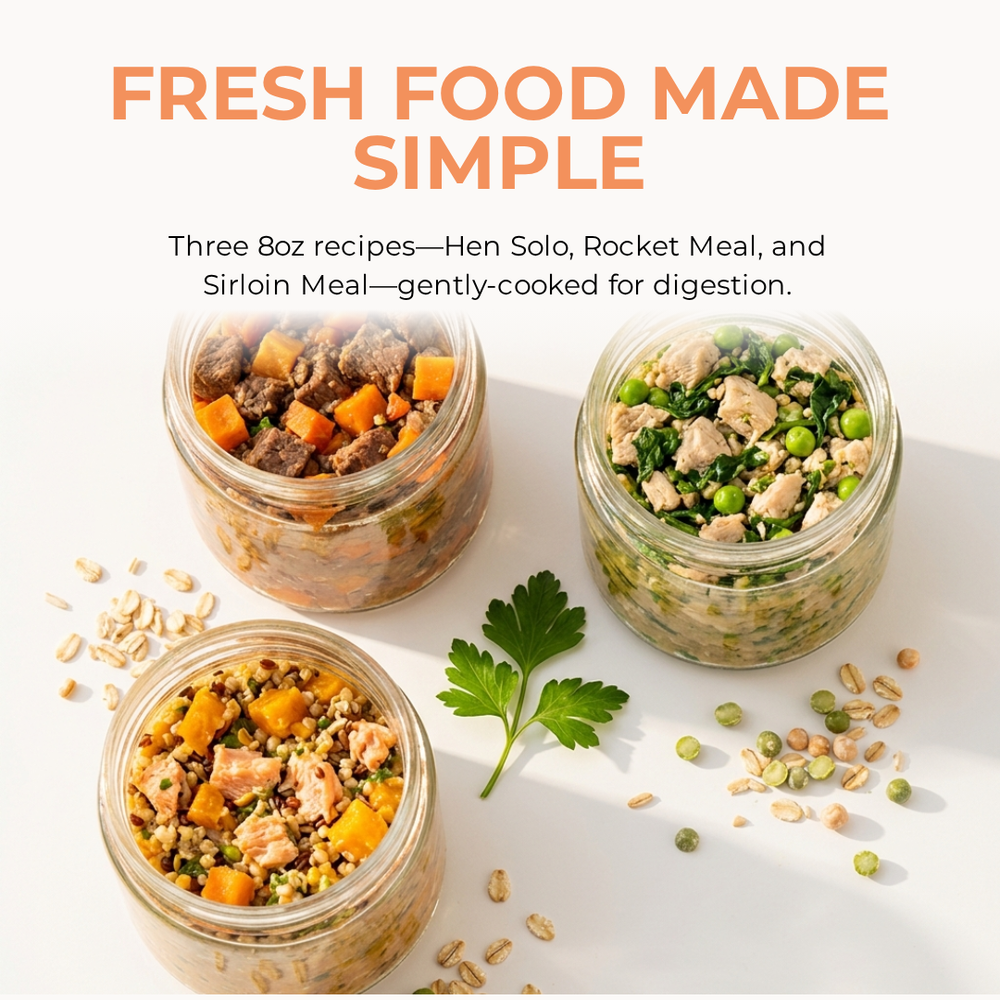 Happy dog with the Fresh Dog Meals Starter Pack