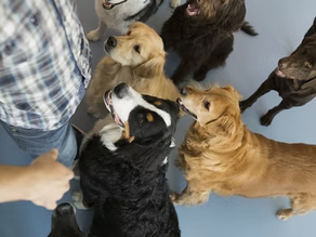 New Year, New Adventures: Goals for Pet Parents in 2025