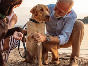 Why November is the Perfect Time to Adopt a Senior Pet: Celebrate National Adopt a Senior Pet Month!