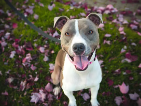 The Puppy Guide: Starting the New Year with a New Best Friend