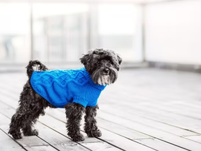 How to Keep Your Dog Comfortable in Fluctuating Weather