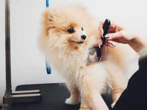 Shiny Coats & Happy Joints: How to Keep Your Dog Healthy Inside and Out