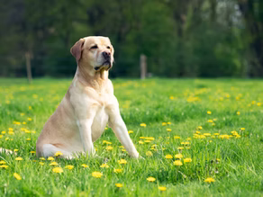 Women Leading the Pet Food Industry