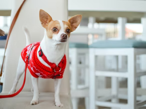 Winter Care for Your Summer Dogs: Keeping Your Warm-Weather Pups Happy in the Cold