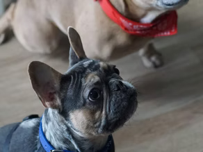 Get to Know Our Awesome Dogs of the Week: Bruno Paws and Spike Tyson!