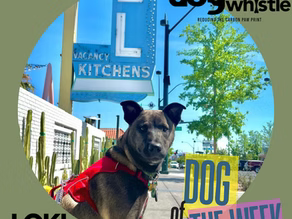 Dog of the Week: Meet Loki, the Energetic and Loving Companion!