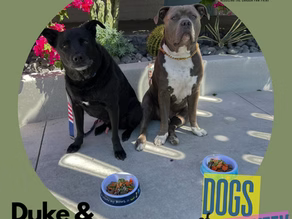 Meet Duke & Bronco: Dogs of the Week