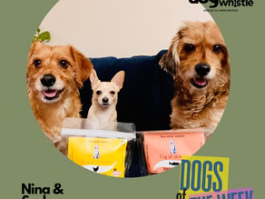 Dogs of the Week: Nina and Sasha – How to Manage Multiple Dogs' Dynamic Personalities