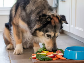 The Benefits of Sustainable and Upcycled Ingredients in Dog Food