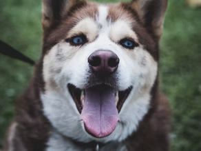 What Do Different Dog Noises Mean?