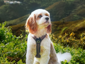 Emergency Shelters and Community Spaces