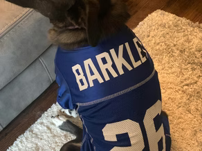 Paws & Playbooks: Imagining NFL Stars as Dogs⭐🐶🏈