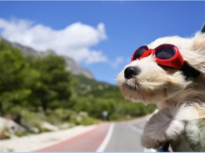 🐾 Labor Day Weekend with Your Pup: Safety, Travel Tips & a Tasty Treat