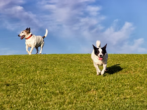 Supporting Relief Efforts for Communities Impacted by the Fires in Los Angeles