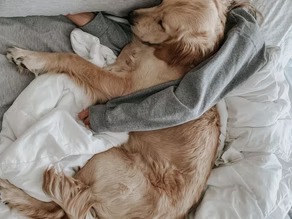 A Day in My Paws: What Life Looks Like from a Dog’s Point of View