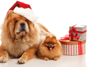 Hosting Holiday Parties with a Dog: Tips for a Paws-itively Wonderful Gathering