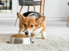 The Environmental Impact of Traditional Pet Food: Why Upcycled Ingredients Matter