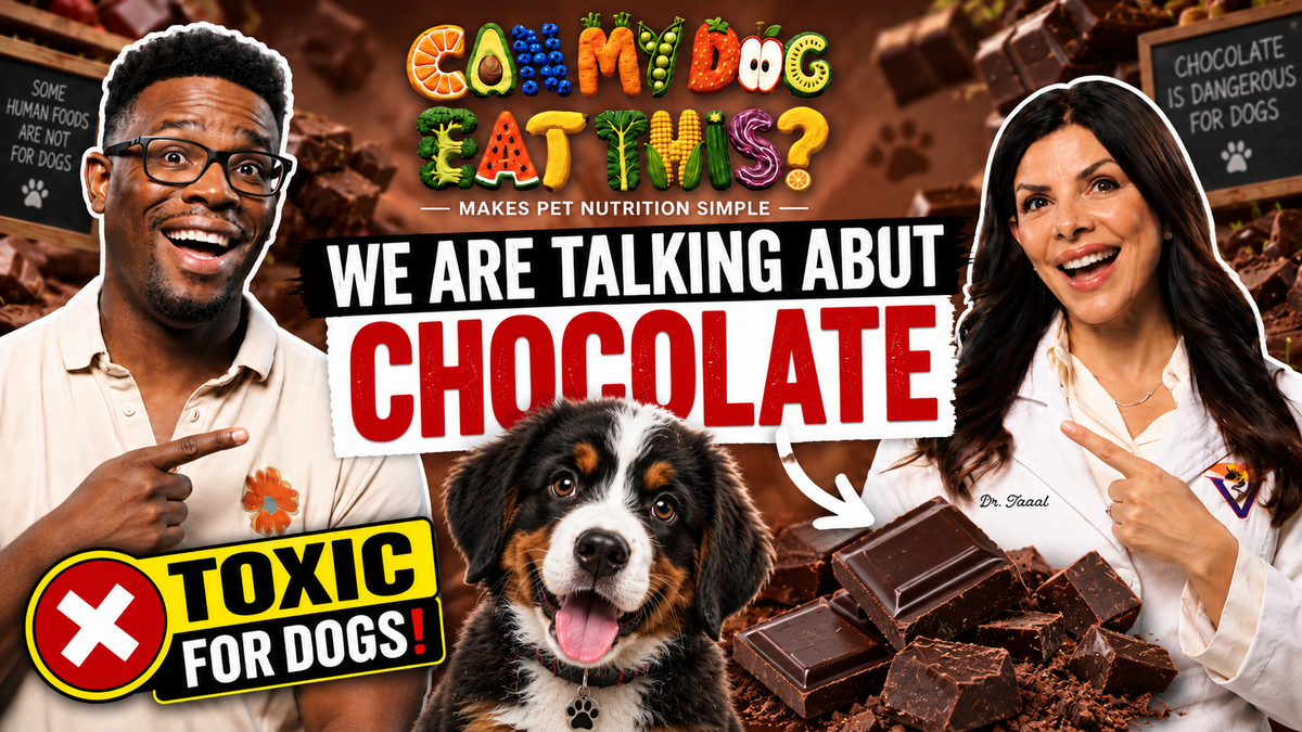 Can Dogs Eat Chocolate? Types, Toxicity & Emergency Response