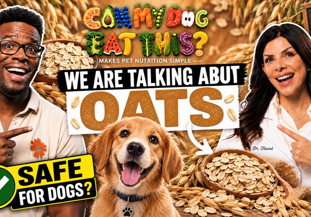 Can Dogs Eat Oats? Preparation & Safety Guide