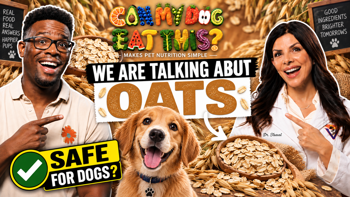 Can Dogs Eat Oats? Preparation & Safety Guide