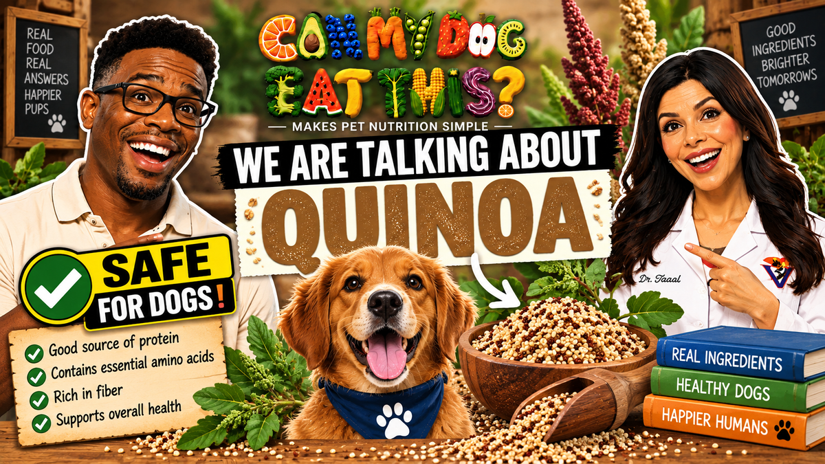 Can Dogs Eat Quinoa? Complete Protein & Safety Guide