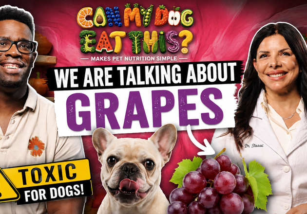 Can Dogs Eat Grapes? What Every Pet Parent Should Know