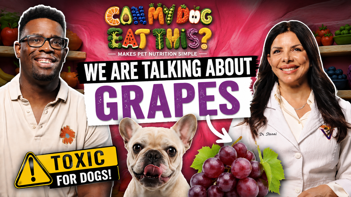 Can Dogs Eat Grapes? What Every Pet Parent Should Know