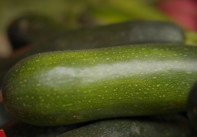 Zucchini for a Can Dogs Eat Zucchini article