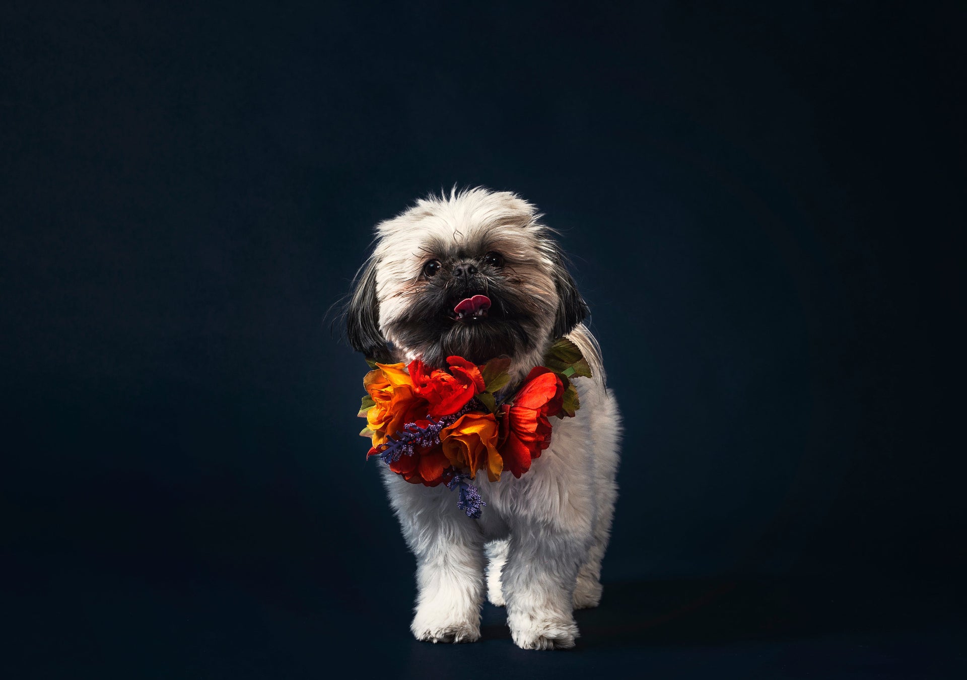 Why Modern Dog Parents Are Rethinking “Human Food” for Dogs