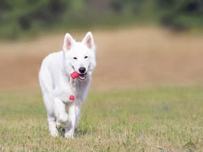 Summer Safety Tips for Your Dog: Keep Your Furry Friend Happy and Healthy