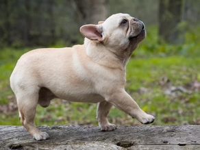 The Importance of High-Quality Proteins in Your Dog's Meals