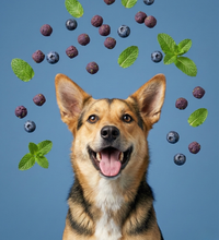 Mint & Blueberry dog treat — ingredients and texture close-up