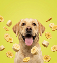 Banana Bites dog treat — ingredients and texture close-up
